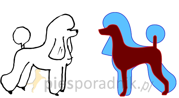 pudel przygotowanie do wystaw