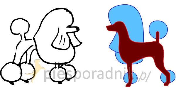 pudel przygotowanie do wystaw