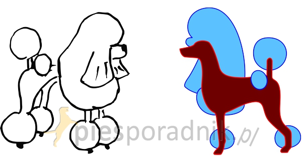 pudel przygotowanie do wystaw