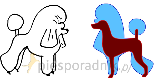 pudel przygotowanie do wystaw