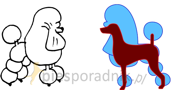 pudel przygotowanie do wystaw