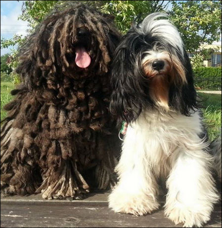 puli charakterystyka pielęgnacja grooming