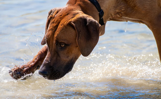 rhodesian ridgeback charakterystyka pielęgnacja