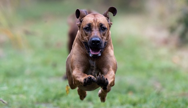 rhodesian ridgeback charakterystyka pielęgnacja