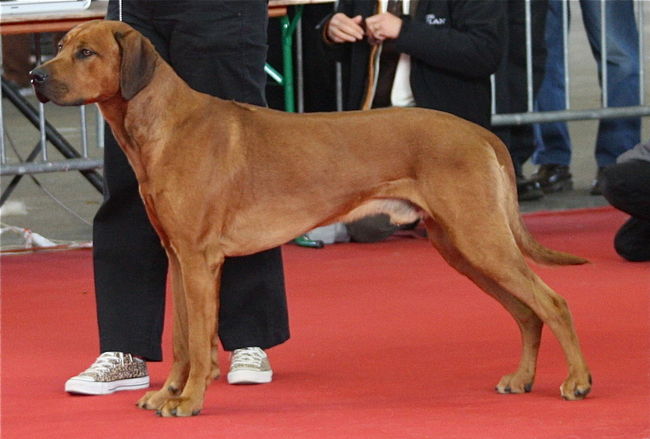 rhodesian ridgeback charakterystyka pielęgnacja