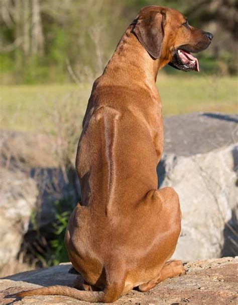 rhodesian ridgeback charakterystyka pielęgnacja