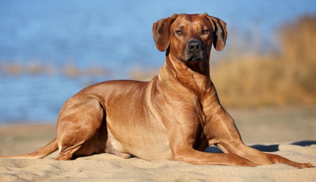 rhodesian ridgeback charakterystyka pielęgnacja