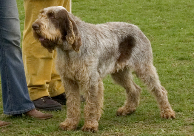 spinone italiano charakterystyka i grooming
