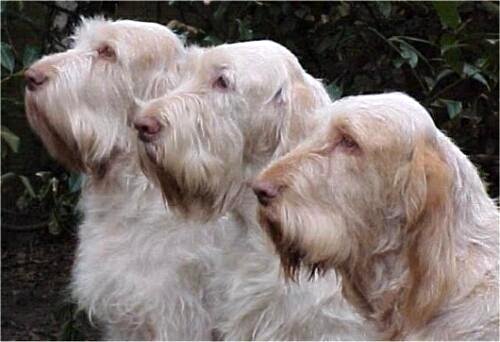 spinone italiano charakterystyka i grooming