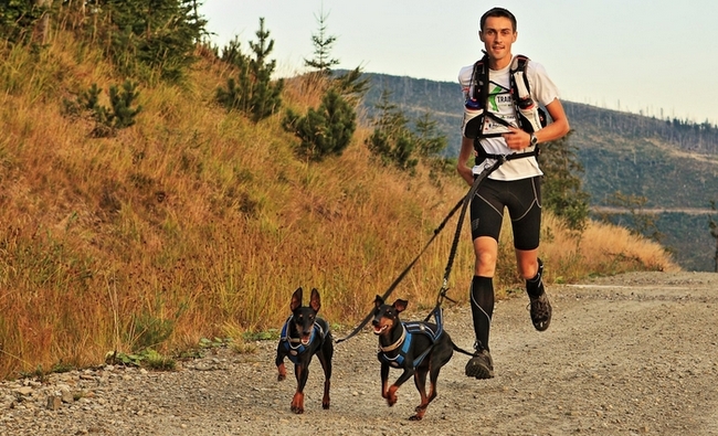 Manchester terrier charakterystyka i pielęgnacja