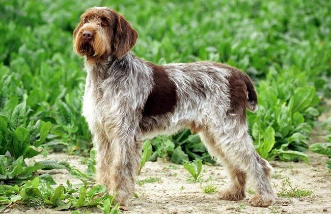spinone italiano charakterystyka i grooming