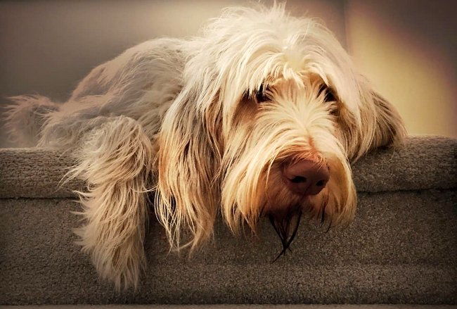 spinone italiano charakterystyka i grooming