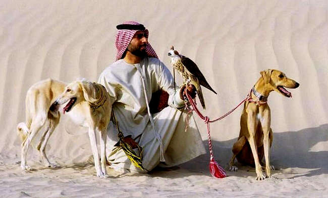 chart perski saluki charakterystyka i pielęgnacja