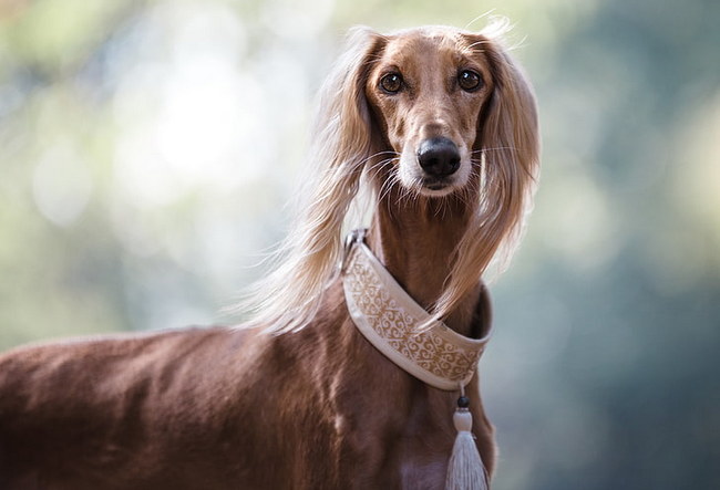 chart perski saluki charakterystyka i pielęgnacja