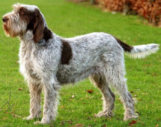 spinone italiano charakterystyka i grooming