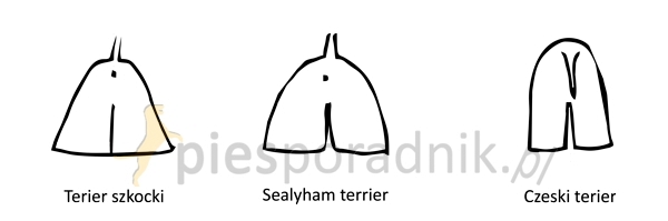 terier szkocki charakterystyka i pielęgnacja