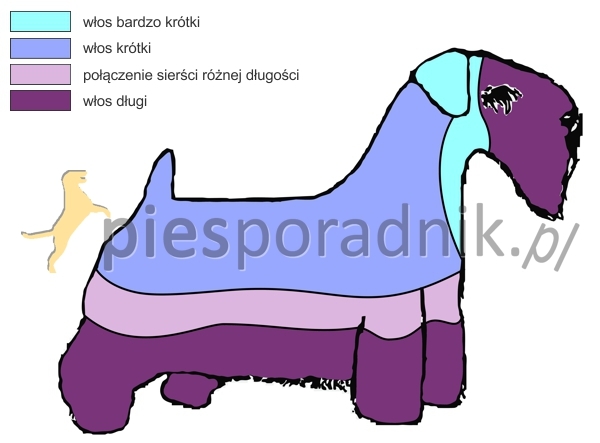 sealyham terrier charakterystyka i pielęgnacja