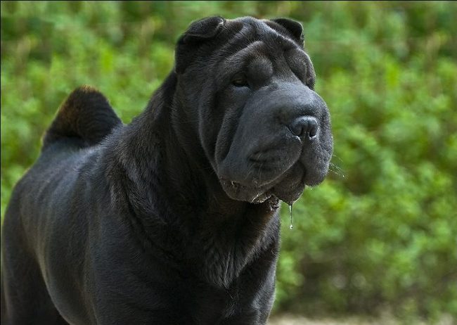 shar pei charakterystyka i pielęgnacja
