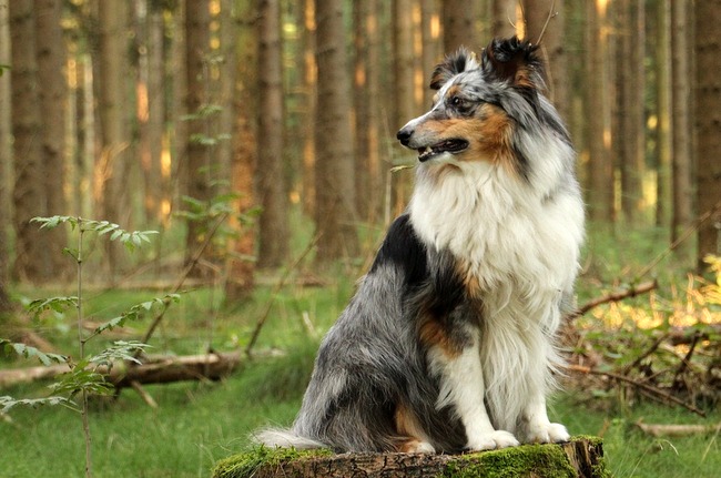 owczarek szetlandzki charakterystyka i pielęgnacja