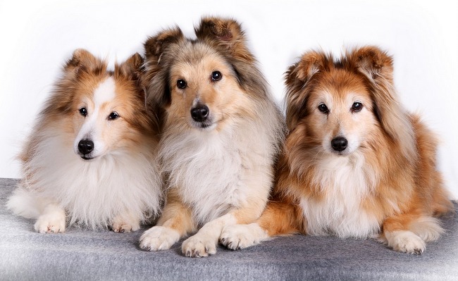 owczarek szetlandzki charakterystyka i pielęgnacja