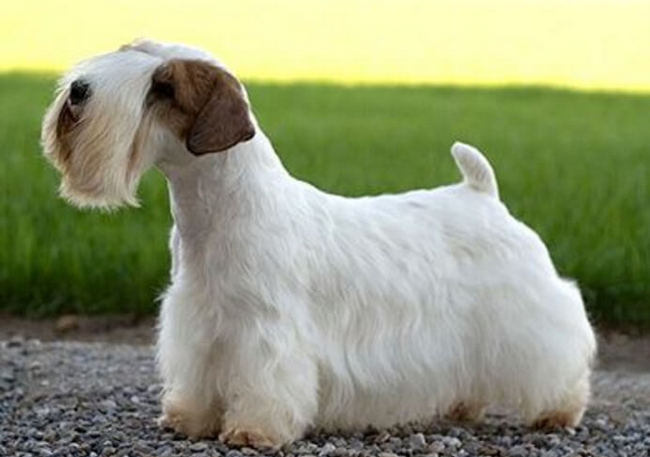 sealyham terrier charakterystyka i pielęgnacja