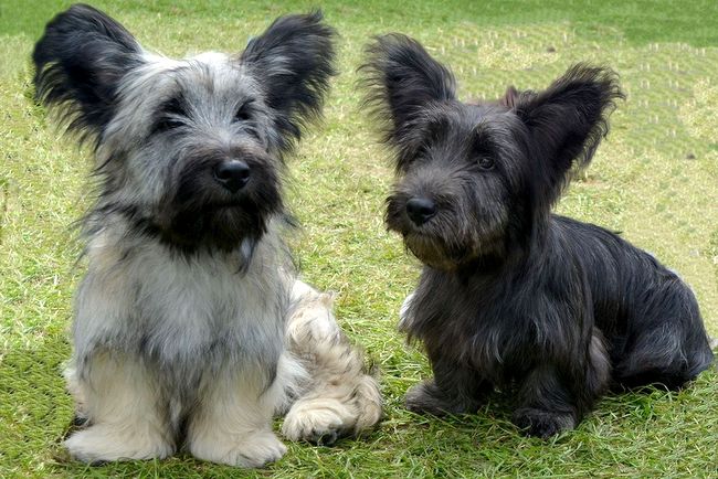 skye terrier charakterystyka i pielęgnacja