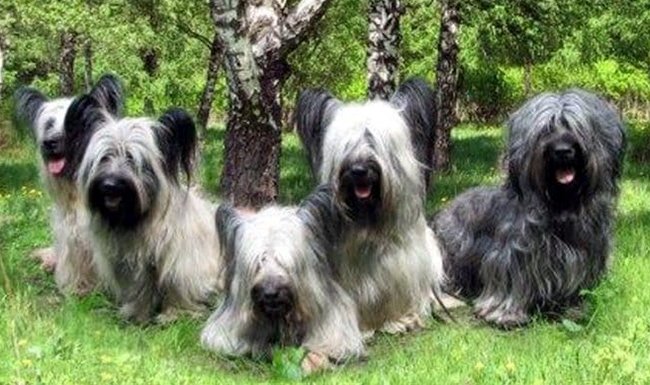 skye terrier charakterystyka i pielęgnacja