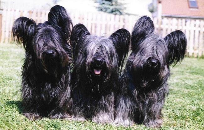 skye terrier charakterystyka i pielęgnacja