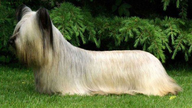 skye terrier charakterystyka i pielęgnacja