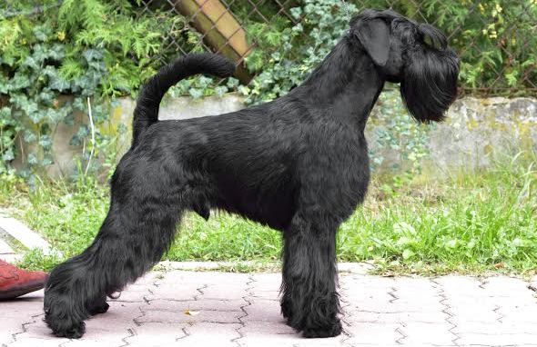 sznaucer średni charakterystyka i pielęgnacja