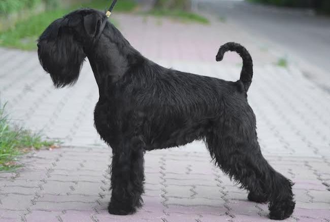 sznaucer średni charakterystyka i pielęgnacja