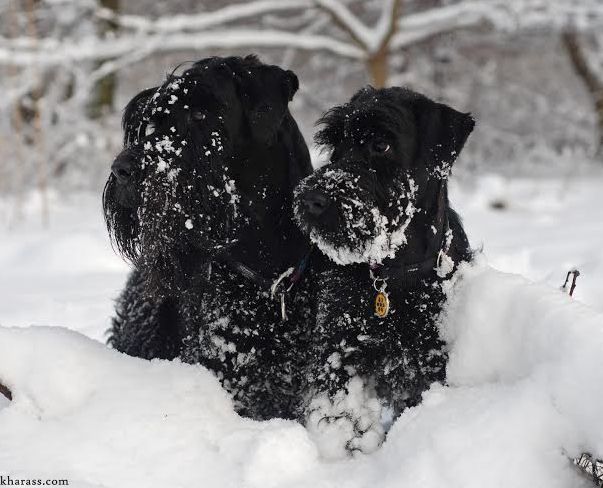sznaucer średni charakterystyka i pielęgnacja