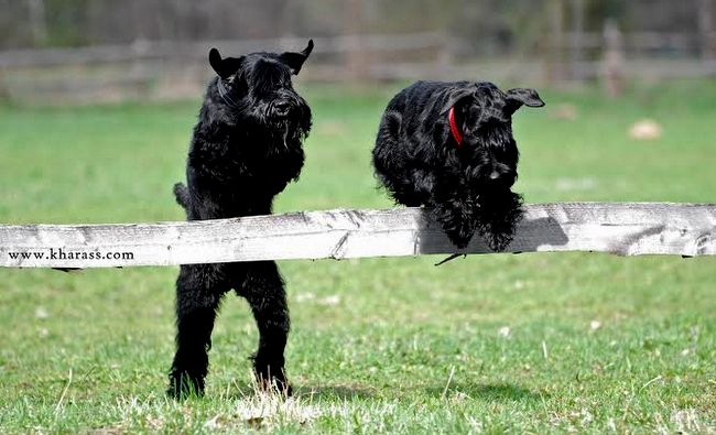 sznaucer średni charakterystyka i pielęgnacja