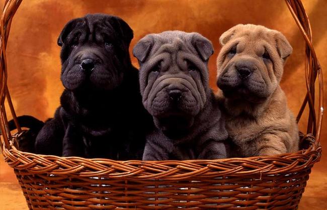 shar pei charakterystyka i pielęgnacja