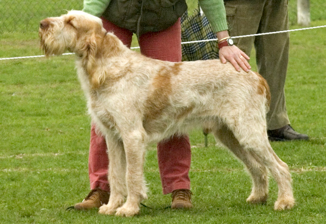 spinone italiano charakterystyka i grooming