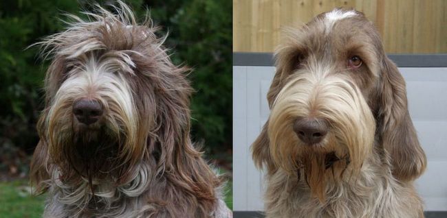 spinone italiano charakterystyka i grooming