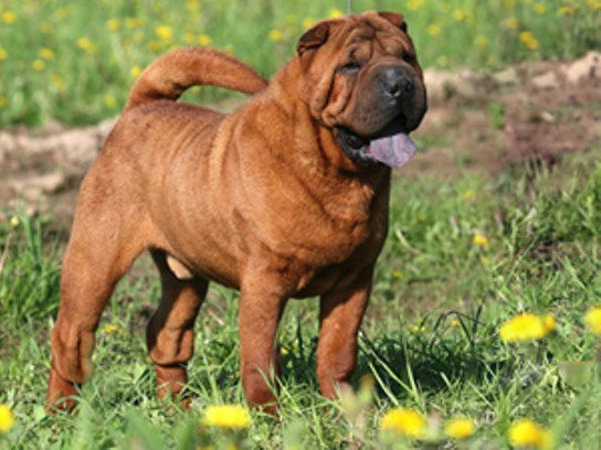 shar pei charakterystyka i pielęgnacja
