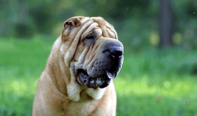 shar pei charakterystyka i pielęgnacja