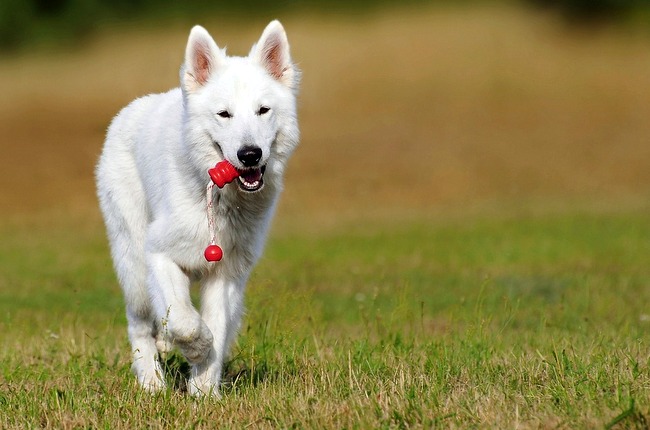 owczarek szwajcarski charakterystyka i pielęgnacja