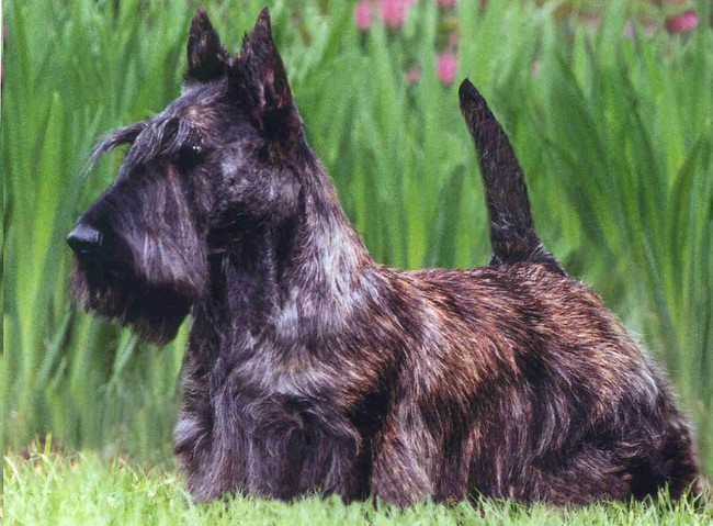 terier szkocki charakterystyka i pielęgnacja