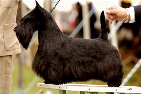 terier szkocki charakterystyka i pielęgnacja