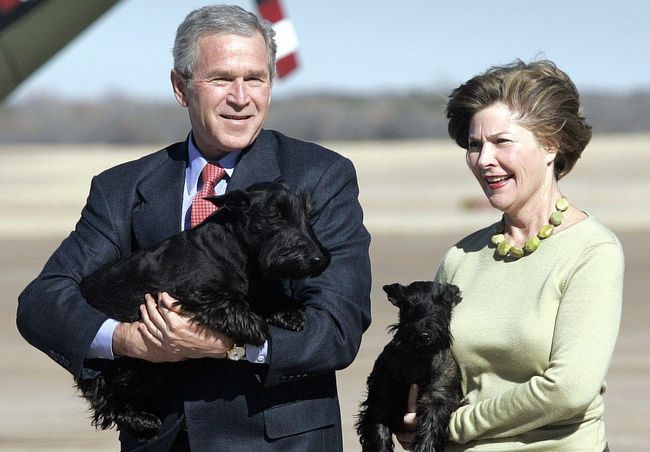 terier szkocki charakterystyka i pielęgnacja 