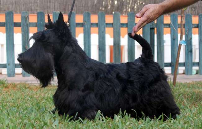 terier szkocki charakterystyka i pielęgnacja
