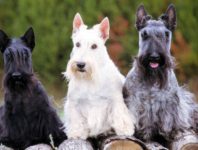 terier szkocki charakterystyka i pielęgnacja 