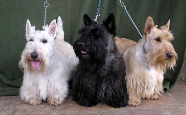 terier szkocki charakterystyka i pielęgnacja