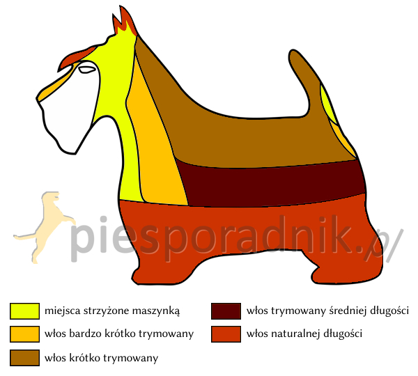 terier szkocki charakterystyka i pielęgnacja