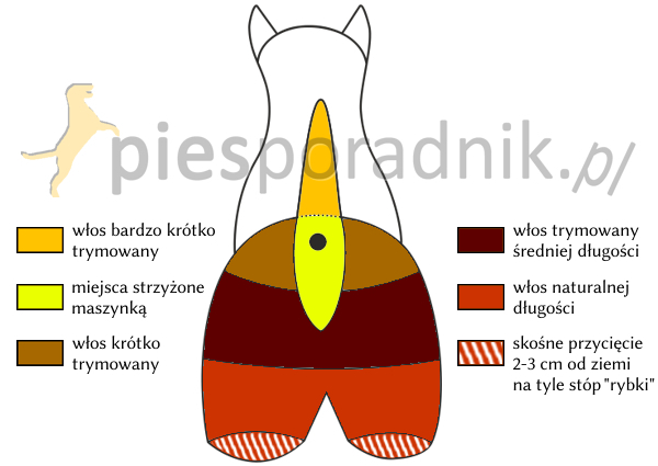 terier szkocki charakterystyka i pielęgnacja