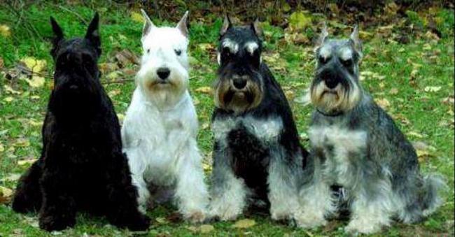 sznaucer charakterystyka i pielęgnacja