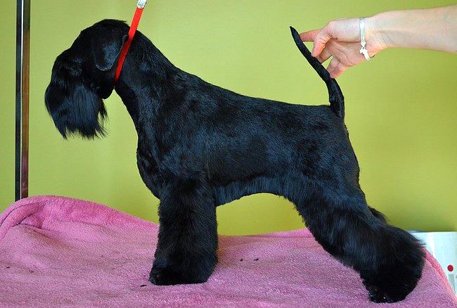 sznaucer charakterystyka i pielęgnacja