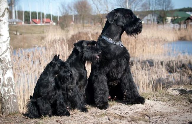 sznaucer charakterystyka i pielęgnacja